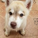 Available Siberian Husky Pure Bred, Male-0