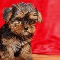 Very healthy and cute Yorkshire Terrier puppies-0