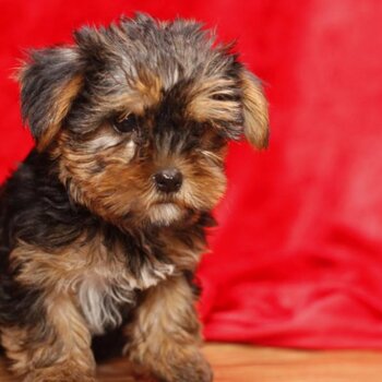 Very healthy and cute Yorkshire Terrier puppies