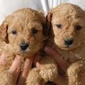 Red Toy Poodles for a good lovely and caring home-2