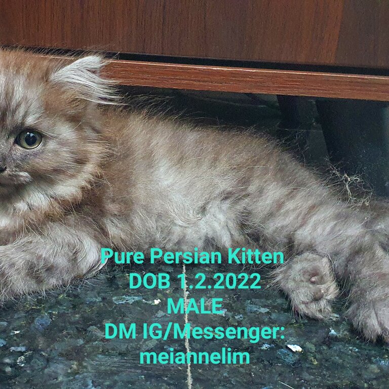 MALE PERSIAN KITTEN