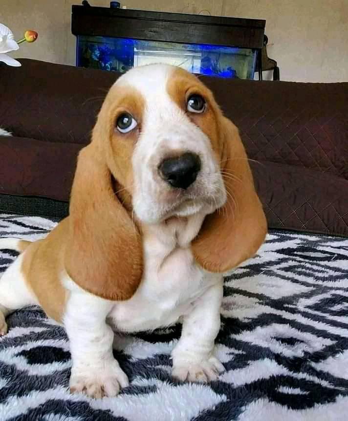 Beautiful Basset hound  puppies for sale Metro Manila  [DOGS]