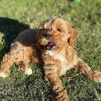 Beautiful Cavoodle puppies for sale